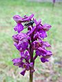Orchidaceae - Orchis morio_1